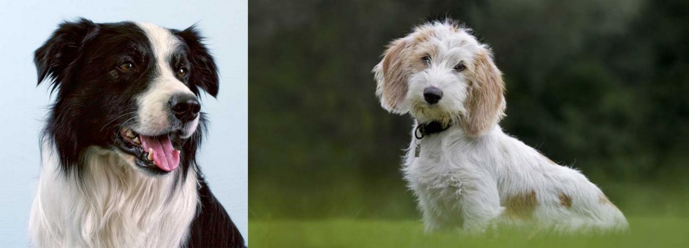 Petit Basset Griffon Vendeen vs Border Collie - Breed Comparison