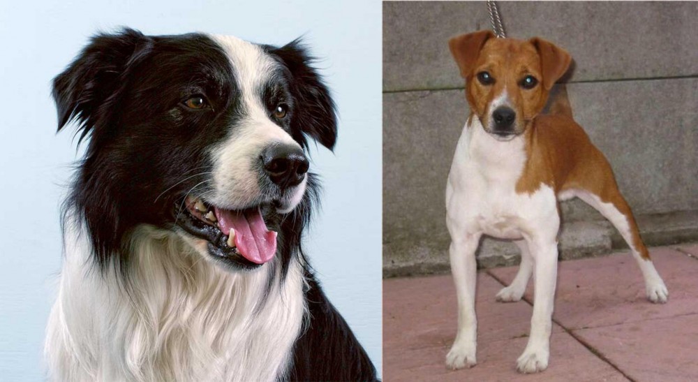 Plummer Terrier vs Border Collie - Breed Comparison