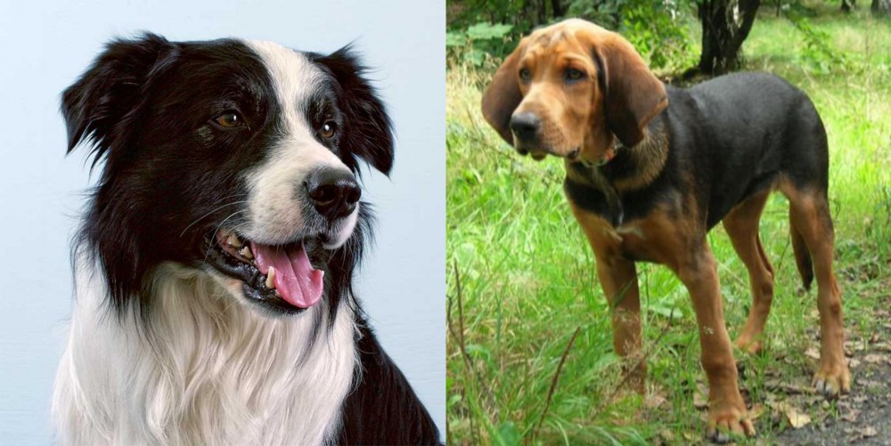 Polish Hound vs Border Collie - Breed Comparison