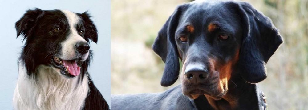 Polish Hunting Dog vs Border Collie - Breed Comparison