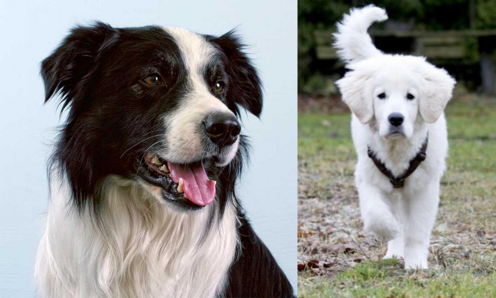 Polish Tatra Sheepdog vs Border Collie - Breed Comparison