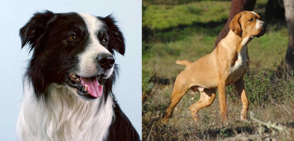 Portuguese Pointer vs Border Collie - Breed Comparison
