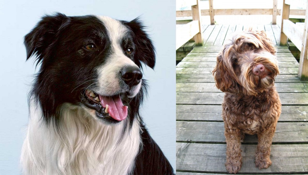 Portuguese Water Dog vs Border Collie - Breed Comparison