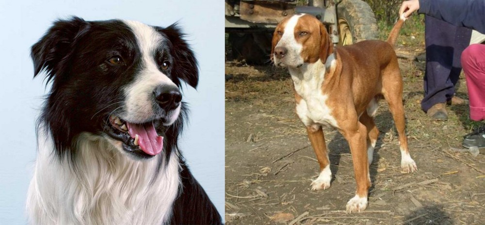 Posavac Hound vs Border Collie - Breed Comparison