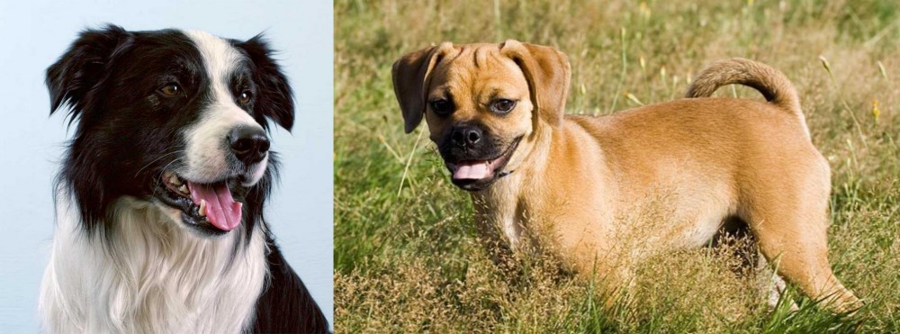Puggle vs Border Collie - Breed Comparison
