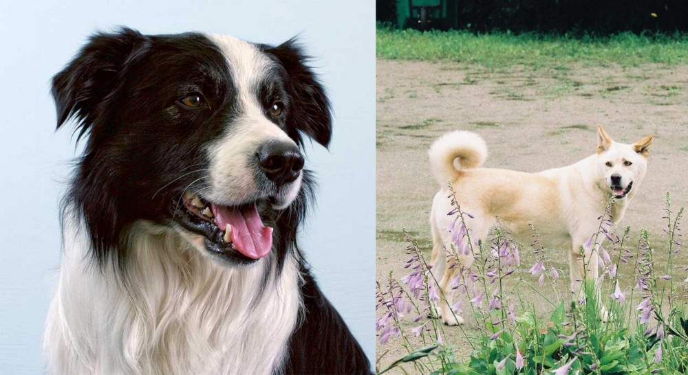 Pungsan Dog vs Border Collie - Breed Comparison