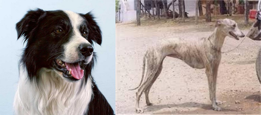 Rampur Greyhound vs Border Collie - Breed Comparison