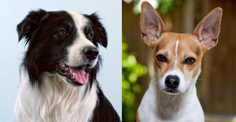 Rat Terrier vs Border Collie - Breed Comparison