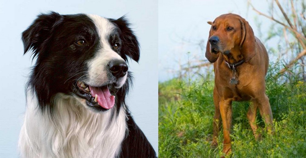 Redbone Coonhound vs Border Collie - Breed Comparison