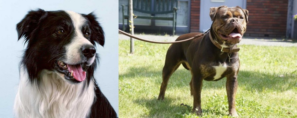Renascence Bulldogge vs Border Collie - Breed Comparison