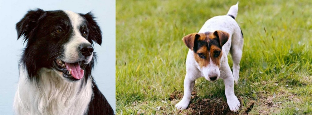 Russell Terrier vs Border Collie - Breed Comparison
