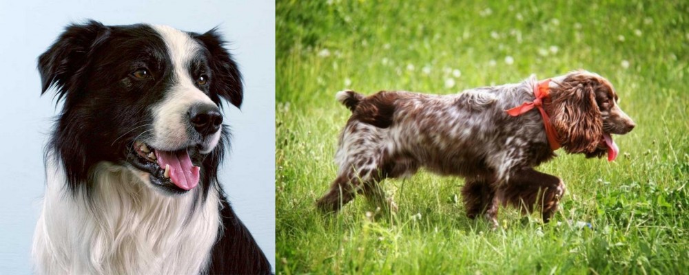 Russian Spaniel vs Border Collie - Breed Comparison
