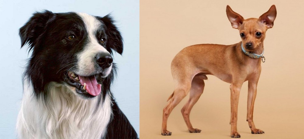 Russian Toy Terrier vs Border Collie - Breed Comparison