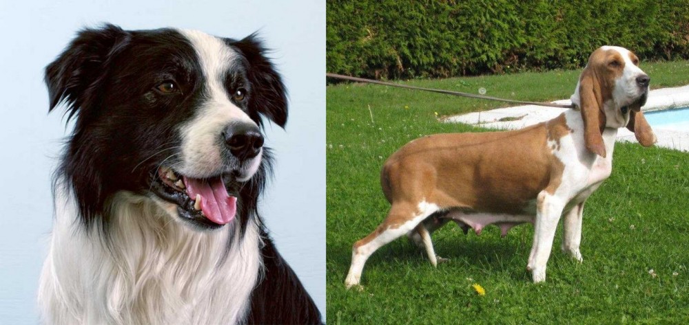 Sabueso Espanol vs Border Collie - Breed Comparison