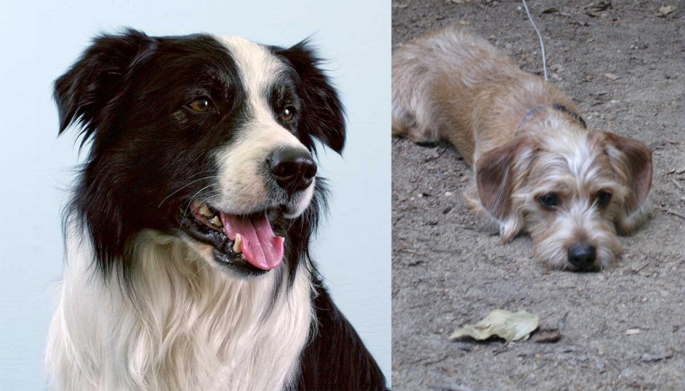 Schweenie vs Border Collie - Breed Comparison