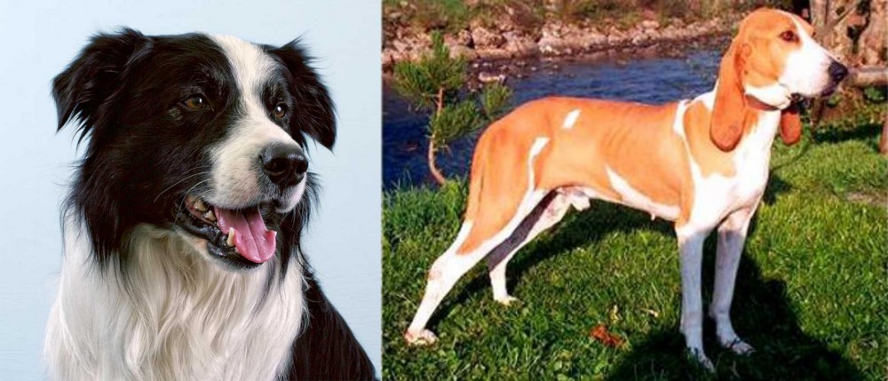 Schweizer Laufhund vs Border Collie - Breed Comparison