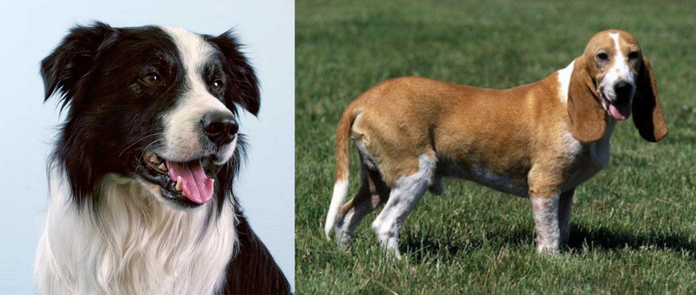 Schweizer Niederlaufhund vs Border Collie - Breed Comparison