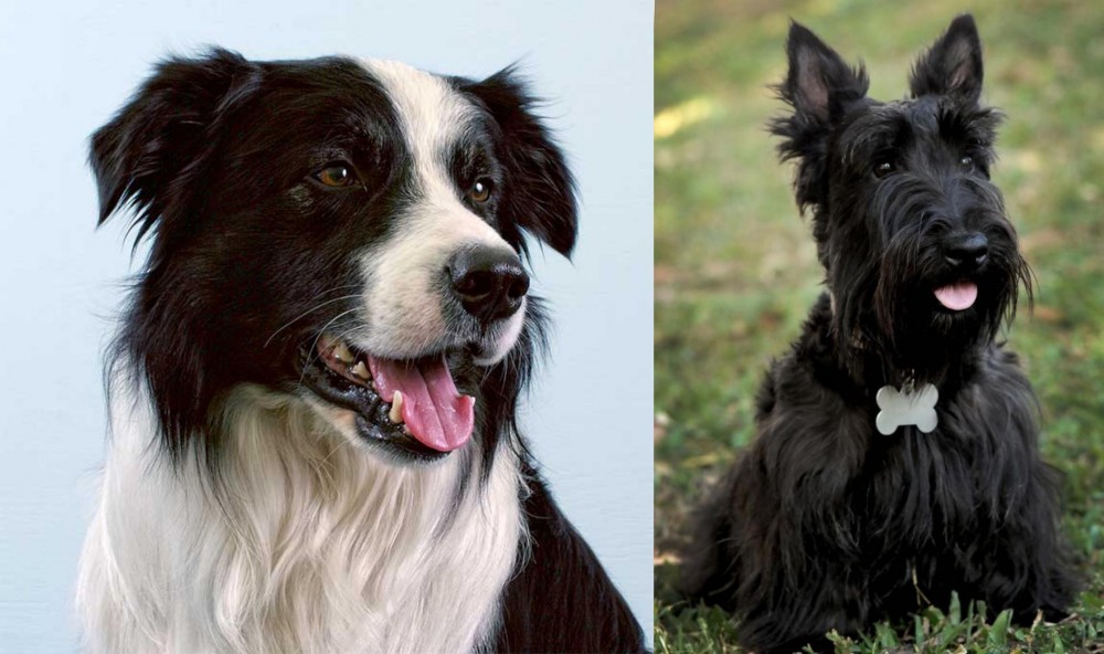 Scoland Terrier vs Border Collie - Breed Comparison
