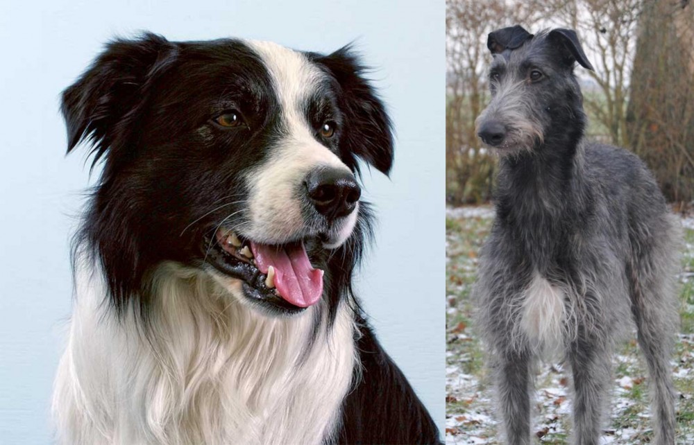 Scottish Deerhound vs Border Collie - Breed Comparison