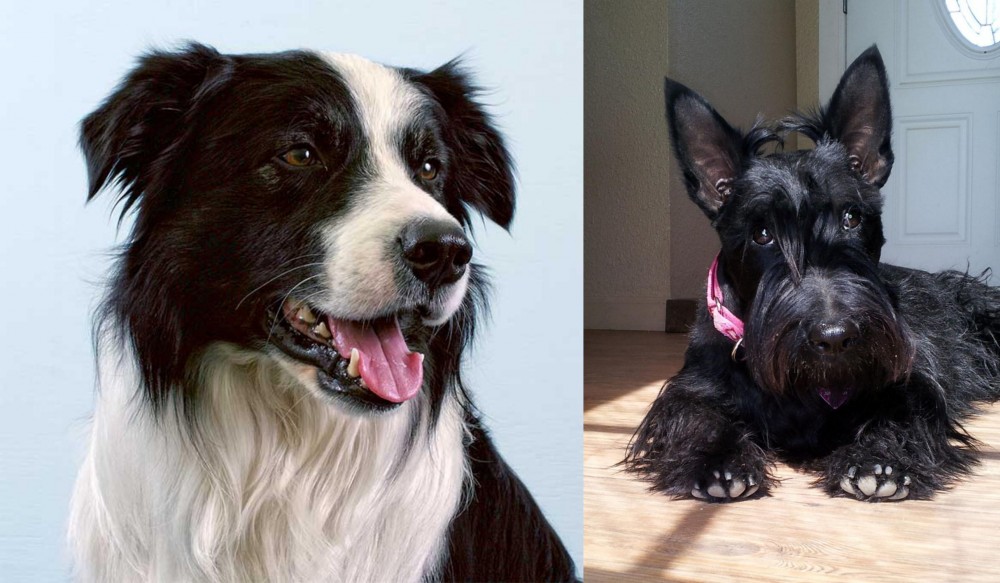 Scottish Terrier vs Border Collie - Breed Comparison