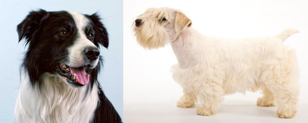 Sealyham Terrier vs Border Collie - Breed Comparison