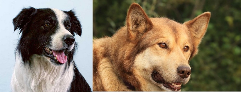 Seppala Siberian Sleddog vs Border Collie - Breed Comparison