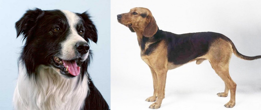 Serbian Hound vs Border Collie - Breed Comparison