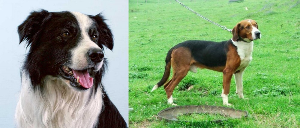 Serbian Tricolour Hound vs Border Collie - Breed Comparison