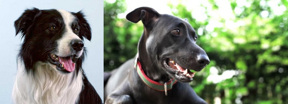 Shepard Labrador vs Border Collie - Breed Comparison