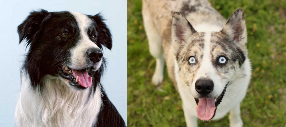 Shepherd Husky vs Border Collie - Breed Comparison