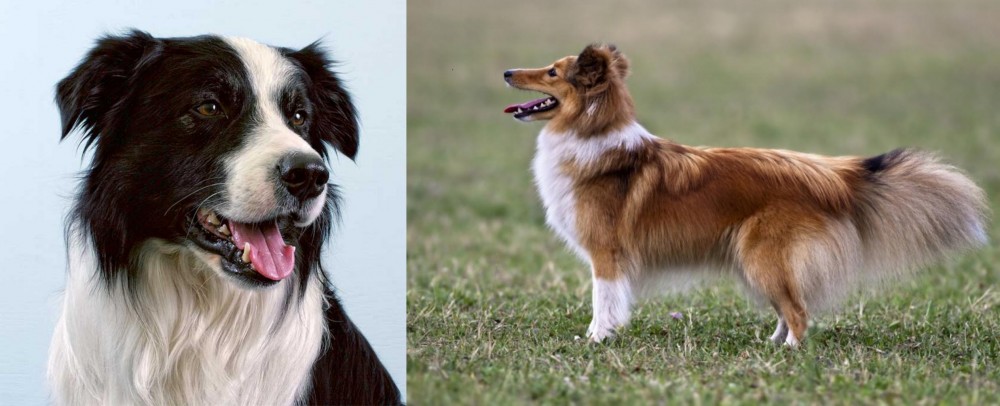 Shetland Sheepdog vs Border Collie - Breed Comparison