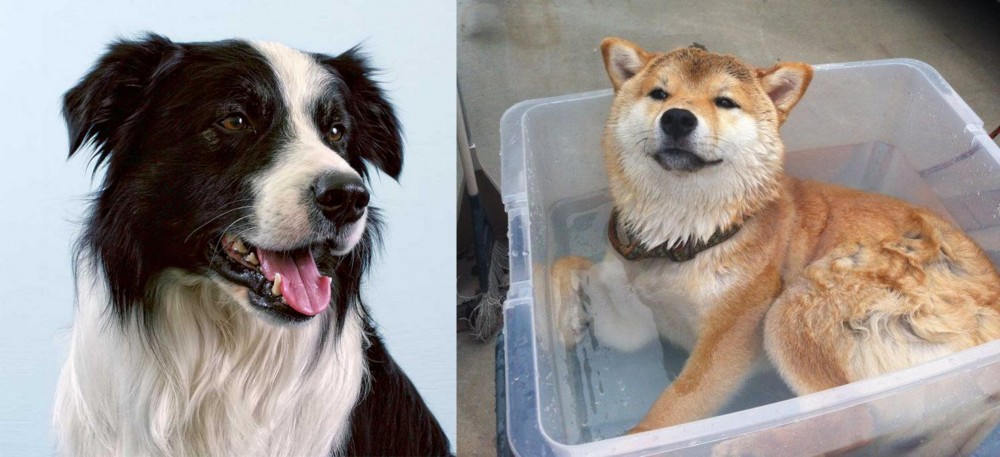 Shiba Inu vs Border Collie - Breed Comparison