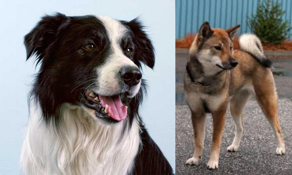 Shikoku vs Border Collie - Breed Comparison