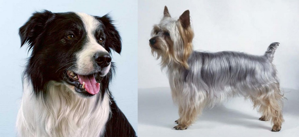 Silky Terrier vs Border Collie - Breed Comparison