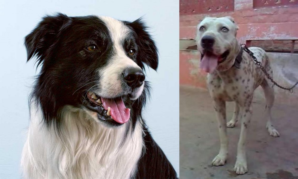 Sindh Mastiff vs Border Collie - Breed Comparison
