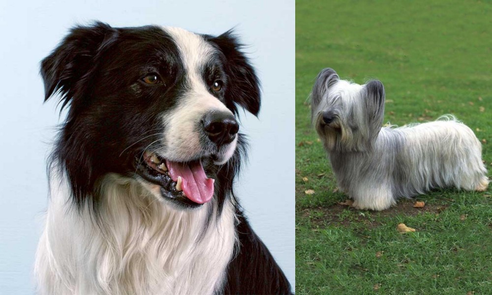 Skye Terrier vs Border Collie - Breed Comparison
