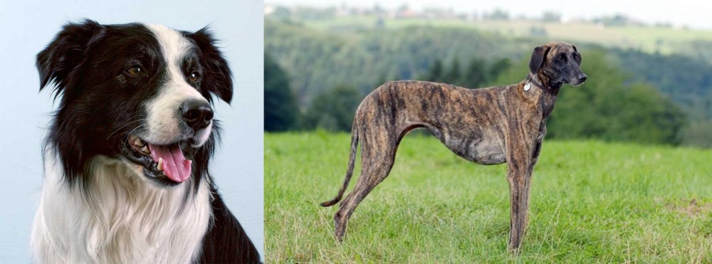 Sloughi vs Border Collie - Breed Comparison