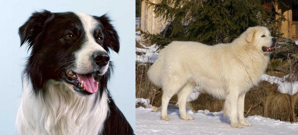 Slovak Cuvac vs Border Collie - Breed Comparison