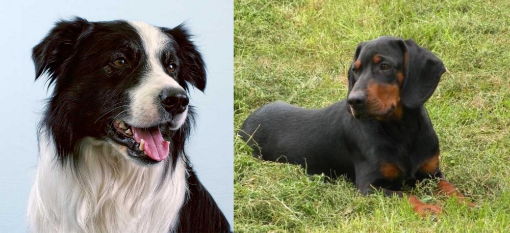 Slovakian Hound vs Border Collie - Breed Comparison