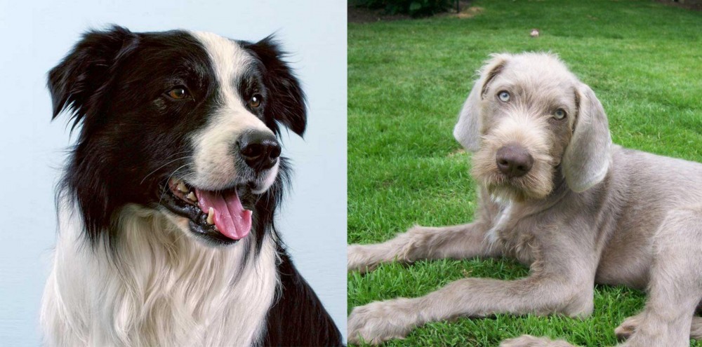 Slovakian Rough Haired Pointer vs Border Collie - Breed Comparison