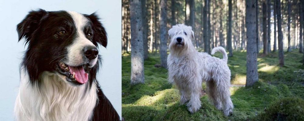 Soft-Coated Wheaten Terrier vs Border Collie - Breed Comparison