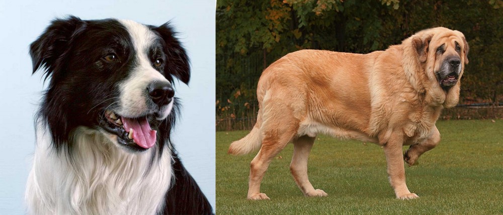 Spanish Mastiff vs Border Collie - Breed Comparison