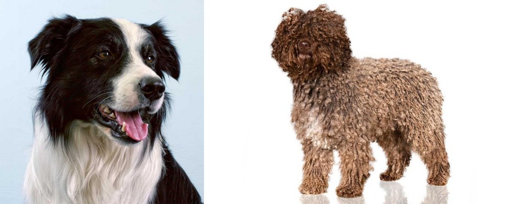 Spanish Water Dog vs Border Collie - Breed Comparison