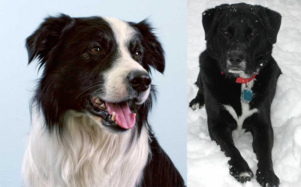 St. John's Water Dog vs Border Collie - Breed Comparison