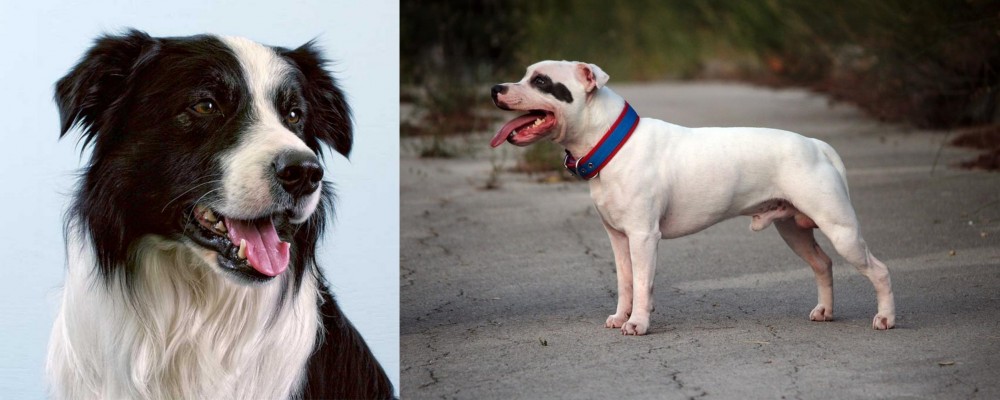Staffordshire Bull Terrier vs Border Collie - Breed Comparison
