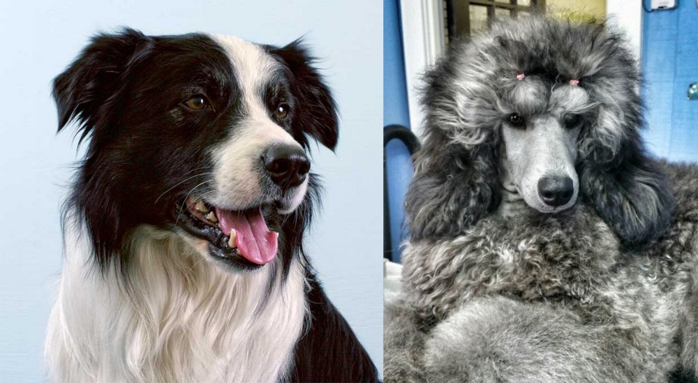 Standard Poodle vs Border Collie - Breed Comparison