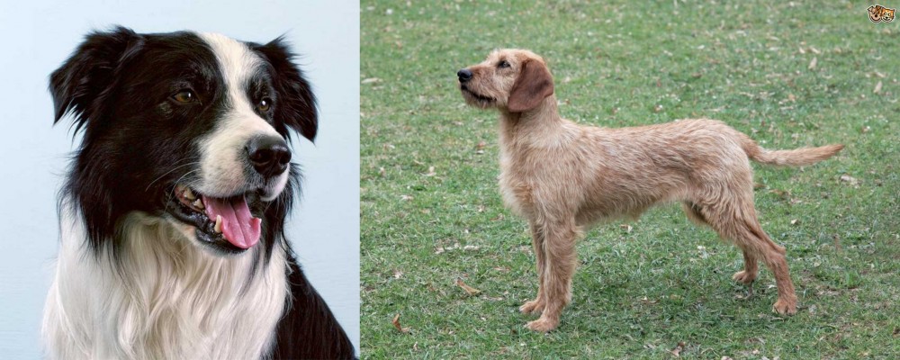 Styrian Coarse Haired Hound vs Border Collie - Breed Comparison