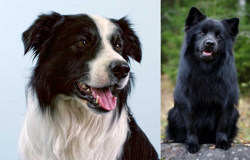 Swedish Lapphund vs Border Collie - Breed Comparison