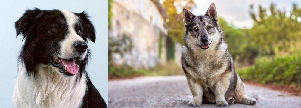 Swedish Vallhund vs Border Collie - Breed Comparison