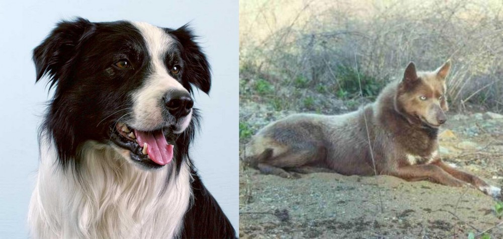Tahltan Bear Dog vs Border Collie - Breed Comparison